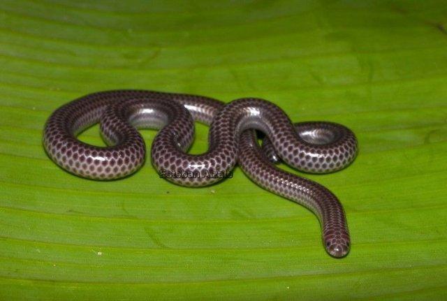 Station 5 1. What is the genus of this snake? (1) Leptotyphlopidae 2. What does its diet consist of? What is the feeding mechanism that it uses called?