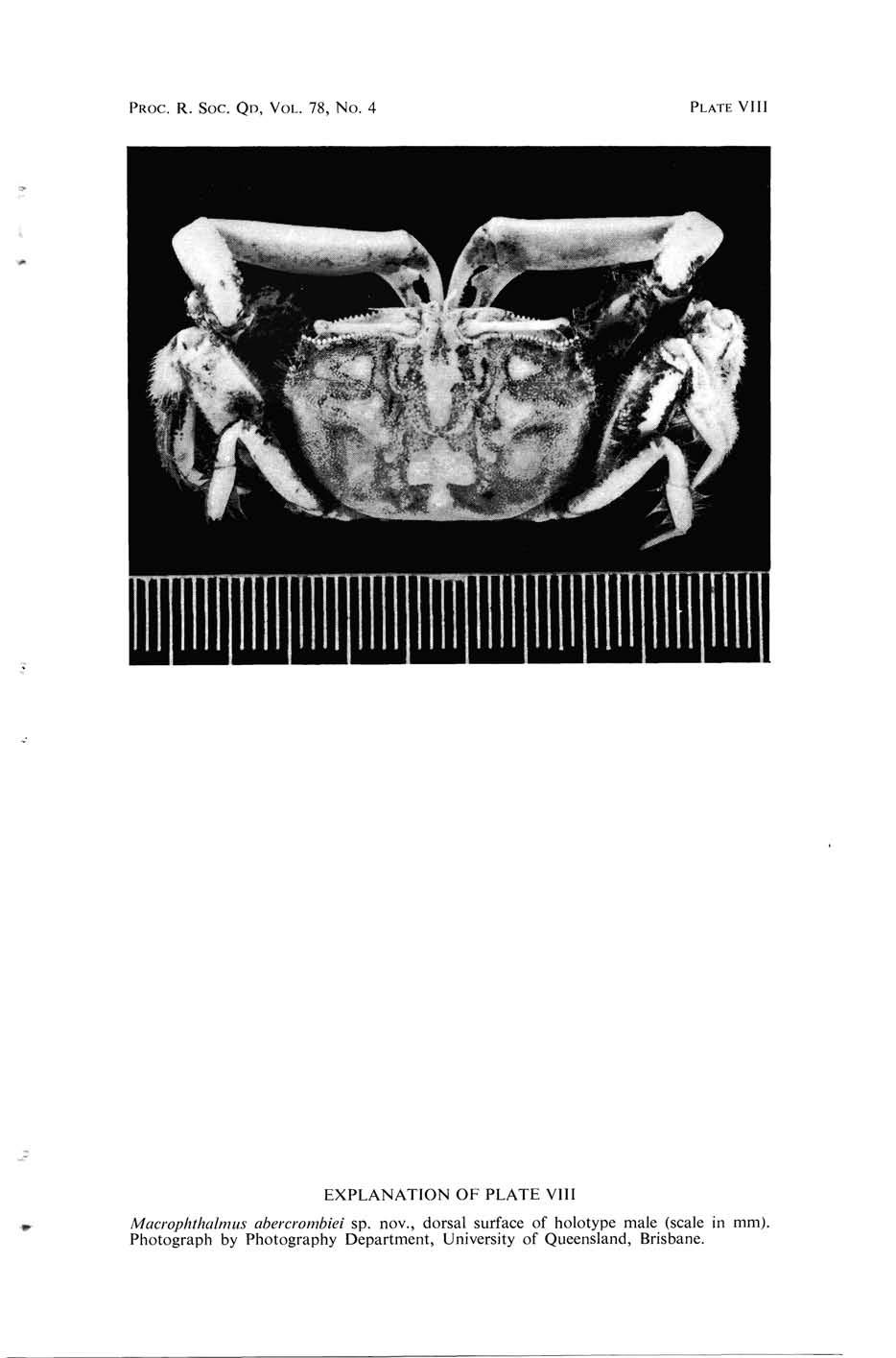 PROC. R. SOC. QD, VOL. 78, No. 4 PLATE VIII EXPLANATION OF PLATE VIII Macmphthalmus abercrombiei sp. nov.