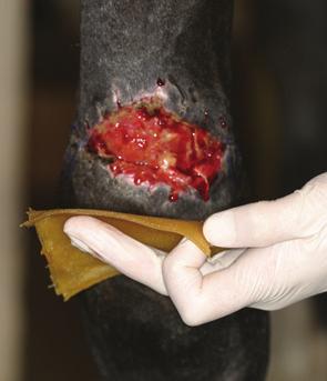 Case studies Use of Activon Tulle in an equine limb wound Applying Activon Tulle or Algivon Open the pack after the wound has been cleansed and examined.