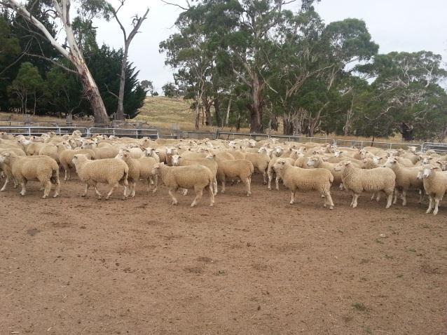 2013 89.5% survival Weaning Nov 2013 275 lambs weaned 35.1kg average (16.6-46.