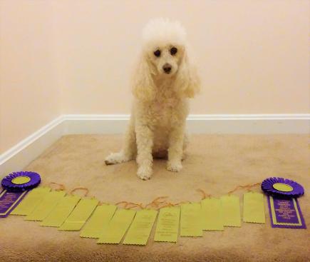 ~Barbara Johnstone (new member) I'm pleased to announce that Jackson has been invited to the AKC Agility Invitational for the 4th year