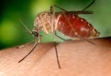 Bug Us The Most Culex Mosquitoes The Threat Culex mosquitoes are the most prevalent in our cities.