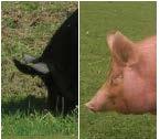 variation 3 genomic regions are associated with ear phenotype variation in pigs Influence of Asian alleles on
