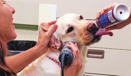 She was so happy to eat, she stood still with barely any restraint and let us clip the side of her face right near her ear. Tis visit was Fear-Free all the way! Dr.