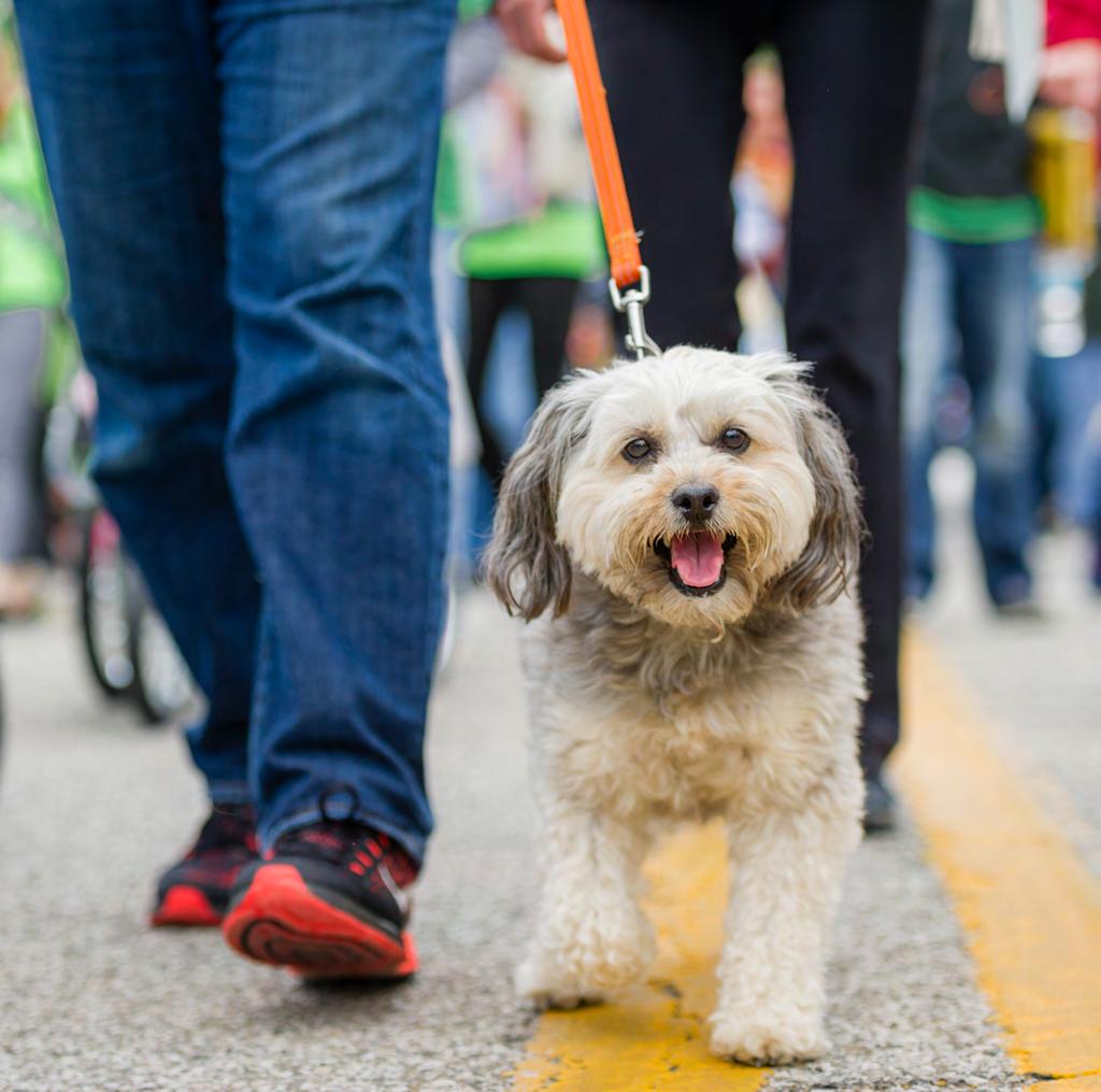A SUCCESSFUL STRUT Nearly 5,500 humans and their pets joined us for Mutt Strut 2016 on Sunday, May 15, and we are so thankful to our loyal supporters for making Mutt Strut a great success.