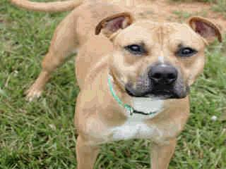 Name: RICO SUAVE Animal ID: A205654 Breed: PIT BULL Weight: 65 4 Rico Suave was picked up as a stray.