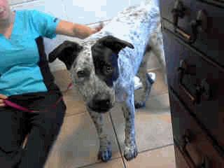 Name: DANAICA Animal ID: A205688 Breed: AUST CATTLE DOG / LABRADOR RETR Weight: 56 7 Name: MISS PIGGY