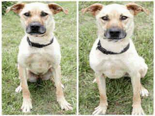Name: HONEY Animal ID: A189209 Breed: GERM SHEPHERD MIX Age: 1Y 4M Weight: 46 10 Honey was surrendered to the shelter by her owners.