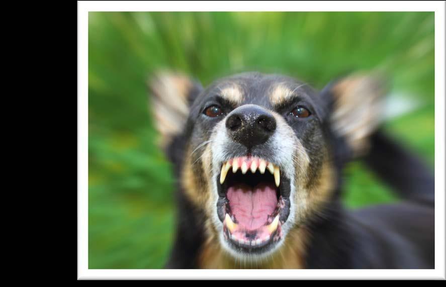 Dangerous Dog Investigations On average, there are approximately 15 open dangerous dog investigations.