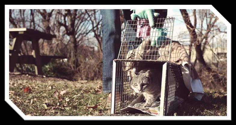 Trap Neuter Vaccinate Return (TNVR) Feral and free roaming cats humanely trapped Spayed or neutered,