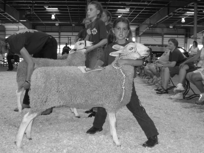Ed Julian was the official judge for the wool breeds on Sunday. It was quite evident that he enjoyed working with the kids.