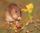 Rats consume plants and invertebrates in vast quantities too.