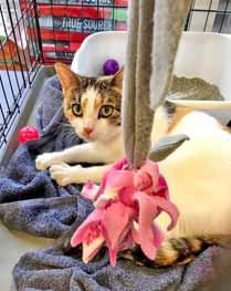 When I went to be spayed, I had some complications and Adopt-An-ANGEL agreed to take me in, help me heal and find me a home. Please come meet me at Petco on weekends.