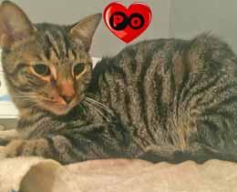 All 4 Cats Call or text 910-707-4372 or email monica@all4cats.org to adopt! Hi, my name is Mistletoe. I am about 5-monthsold. I am a male, Domestic Short- Haired kitty. Come give me a kiss.