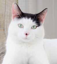 I m just 1-year-old, I love to cuddle and I love to be with my people. Could you be looking for your soulmate, too? I m right here.