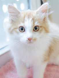 I hope you ll come visit me at the shelter so you can see what a fabulous companion I would be. I m a very friendly and sweet girl and I m looking for someone to share my life with!