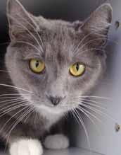 Our Facebook page is: Brunswick Sheriff's Animal Adoption Page My name is Bugsy (A100730) and I am a total lap cat! I can sit on your lap for hours on end, purring and enjoying your company.