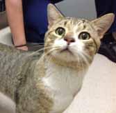 My name is Mia and I m a 1½-year-old brown Tabby girl who is a sweet mom to six beautiful kittens. Yes, SIX!