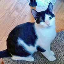 Please call 910-792-9014 to adopt us! CAT: Cat Adoption Team We re at Petsmart 7 days a week. I m Purrina, a 6-month-old girl with the most beautiful black and white markings.