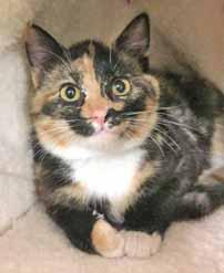 I m spayed, vaccinated, litterbox-trained and all my little kitty bags are packed. Take me home with you and let s begin our happy life together! Hello! I m Lolly, a 2-year-old brown Tabby.