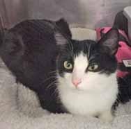 Please visit me at Petsmart on New Centre Drive! I m a gorgeous 4-month-old Calico girl and my name is Annabelle!