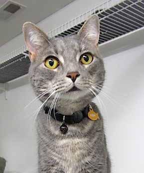She will be away for several years and couldn t take me along. My name is Johnny and I m a handsome gray Tabby boy who is only 1-yearold.