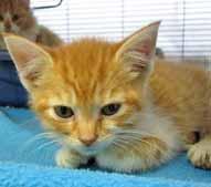 My name is Boots and I was born on the last day of February 2017. I m very good looking and friendly. I love to play and I get along with everyone.