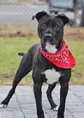 New Hanover County Hi there! I m Kai, a 1-year-old neutered boy who loves to run and play in a fenced-in yard.