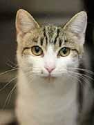 If you re ready for a friendly, affectionate and fun fellow to enter your life, call today! Humane Society Hello! My name is Bruin and I m an 8 to 9-year-old girl, already spayed and vaccinated.