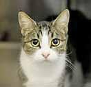 I am also playful and friendly and I m looking for a new best friend. Won t you come meet me at the shelter? I m wonderful!