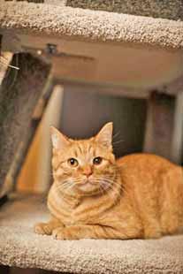 My name is Ludwig and I m a sweet young fella, orange in color, who was found by a good Samaritan after I was hit by a car.