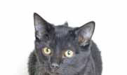 Pender County Animal Shelter Please call 910-259-1484 or email jhorton@pendercountync.gov to adopt us! I m a Black Smoke Tabby (gorgeous!