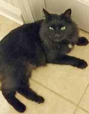 I am sponsored by Robyn Davis in loving memory of Duncan. I am Rowdy, a 3-year-old boy with beautiful, long black hair. I look to be a Maine Coon mix.