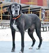 Breed Rescues We are all from different Breed Rescues. Please read our stories! GREAT DANE FRIENDS OF RUFF LOVE Hi, my name is Roxie and I am a 10-year-old female Great Dane.