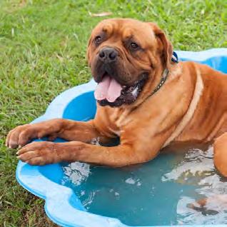 Grooming. Most dogs shed their coats at the beginning of summer, so daily grooming will help to remove the unwanted hair and will make your dog more comfortable.