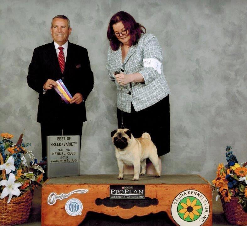 Bousfield Jubilee's Sharp Shooter winning the Breed for a 3 point major. At Whitcha, KS shows beginning of April.