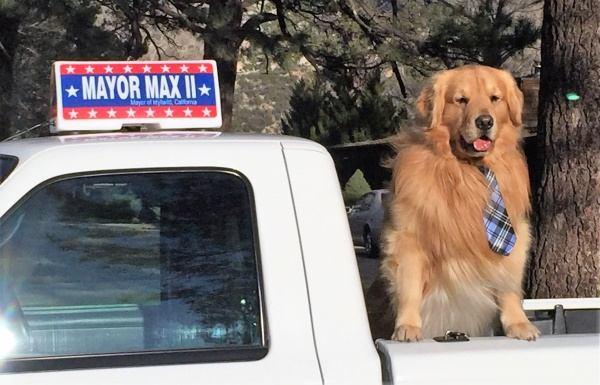 " Both the Mayors and their Staff enjoy living in our beautiful valley. Max (Maximus Mighty-Dog Mueller) was voted into office during an election held in June of 2012.