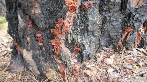 Sticky pine resin and puddy clumps are found at the bottom of the tree from the ground to chest high. Infected trees should be removed as soon as it is evident that the beetle has infested the tree.