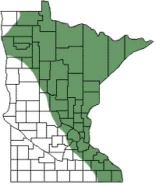 One of fourteen frog and toad species in Minnesota, it can be found in the northern and eastern regions of the state, and throughout the Eastern USA and Canada.