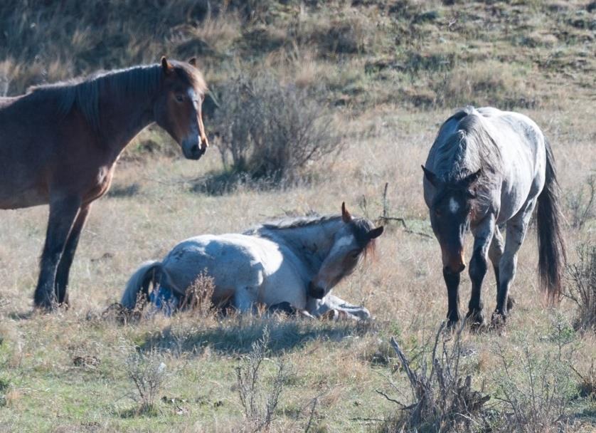 presence or absence of a foal during March 1-