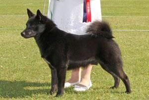 The Breed Standard (UK Kennel Club) General Appearance Lightly built, square outline with
