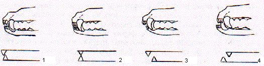 Mouth Figure 1 shows the correct bite for the Buhund.