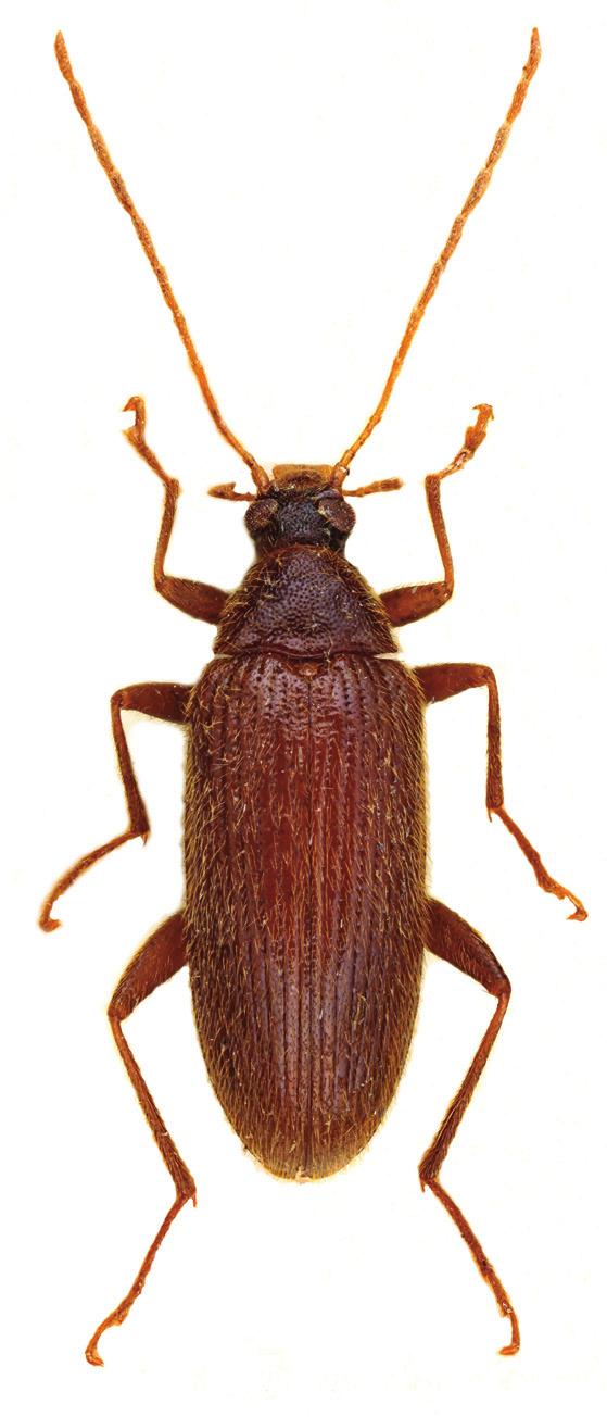 Gerdacula communis (Borchmann, 1942) comb. nov. (Figs. 5, 6) Allecula communis Borchmann, 1942: 17. Type locality. N. E. Burma, Kambiati, 2000 m. Type material. Paratype ( ): wl: N. E. BURMA / Kambaiti, 2000 m / 9/6.