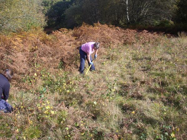 The glades we have created are quite high maintenance. Left alone they would quickly revert to woodland and so they need regular weeding of birch, bracken and bramble.