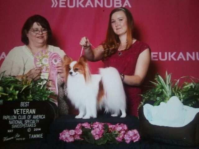 Member Notes and Quotes By: Candy Janke Gch Ashlors Smooth Sailing UD RE AX AXJ owned and shown by Hannah Janke. had quite a nice national. Pap national was in Wilmington OH, at Eukanuba Hall.
