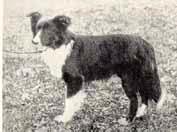 The Development of the Shetland Sheepdog By Barbara Thornley Those of us who are keen readers of as many books on The Shetland Sheepdog as we can lay our hands on, must be aware of how the Sheltie