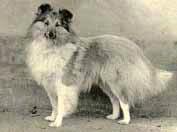 This then made the newer breeders sit up and take notice, realising that not only did they have to aim to produce Shelties of the right size, with correct heads and construction but they must also do