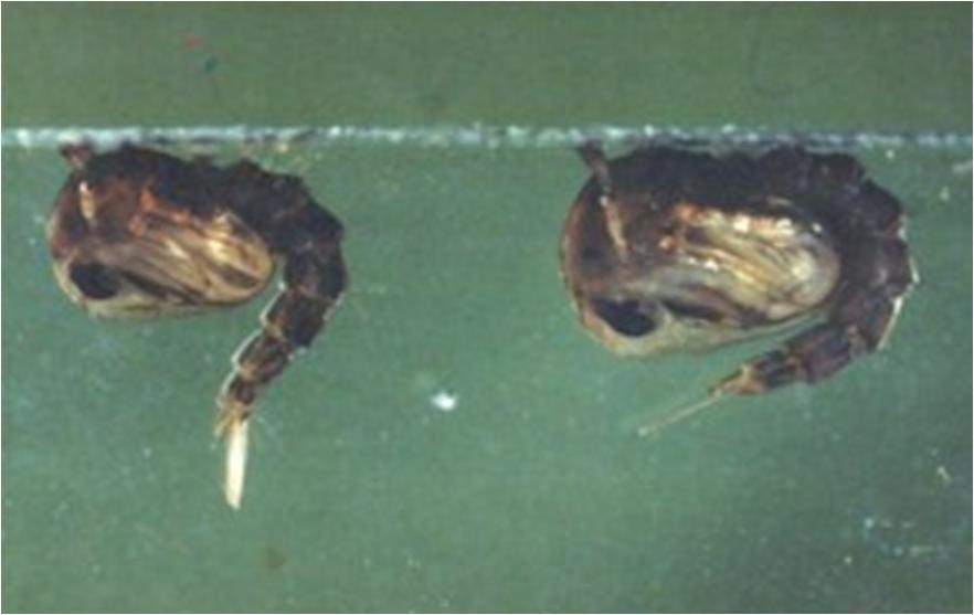pupal stage non-feeding respiration