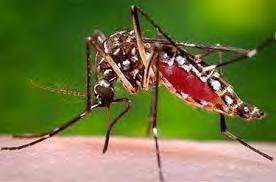 Pathogens are ingested by the mosquito, after