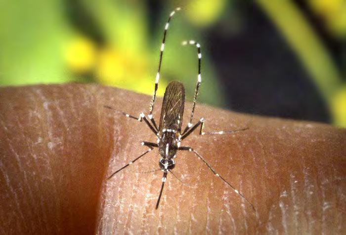 Why is the Asian tiger mosquito such a invader?